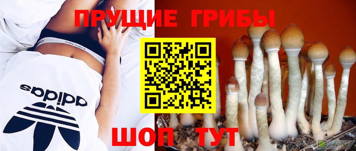 Курган  Галлюциногенные грибы MAGIC MUSHROOMS  Вход с VPN 